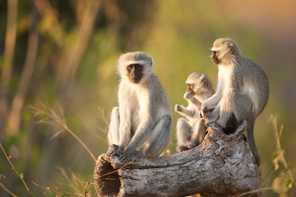 Three,Cape,Vervet,Monkeys,In,The,Sun