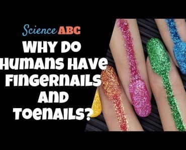How Did Ancient People Cut Their Nails Without Nail Clippers?