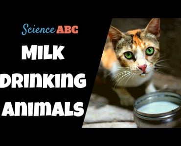 Do Animals Only Kill For Survival? » Science ABC