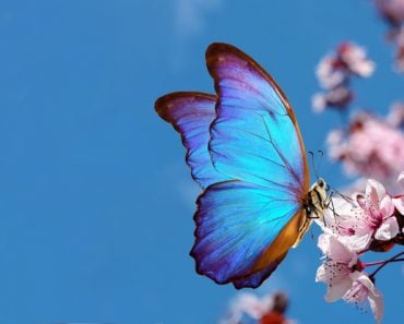 Blossoming,Sakura.,Branch,Of,Blossoming,Sakura,And,Bright,Blue,Morpho