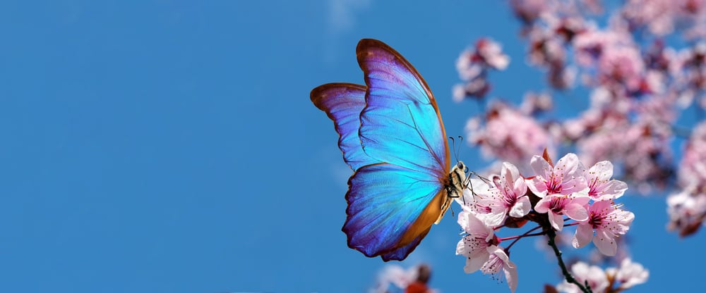 Blossoming,Sakura.,Branch,Of,Blossoming,Sakura,And,Bright,Blue,Morpho