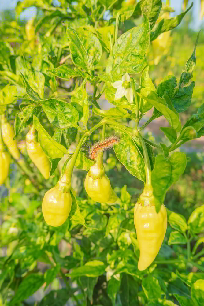 Why Did Chili Plants Evolve To Grow Spicy Fruits? » ScienceABC