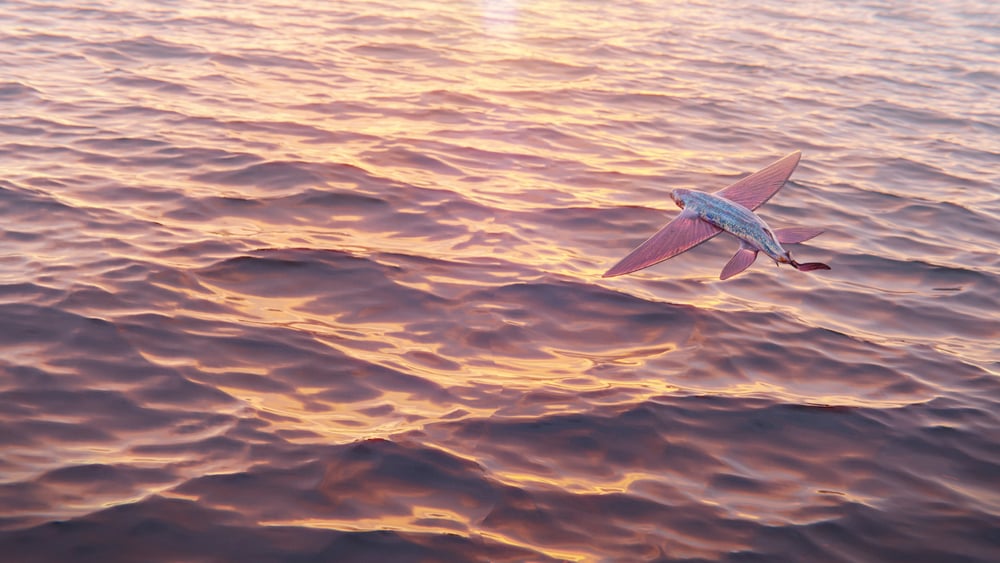How Do Flying Fish Manage To Fly? » ScienceABC
