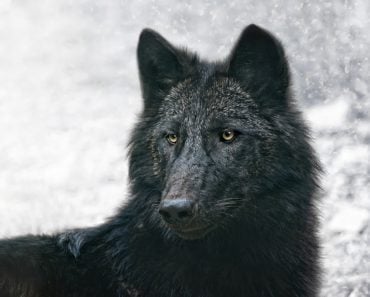 The,Black,Wolf