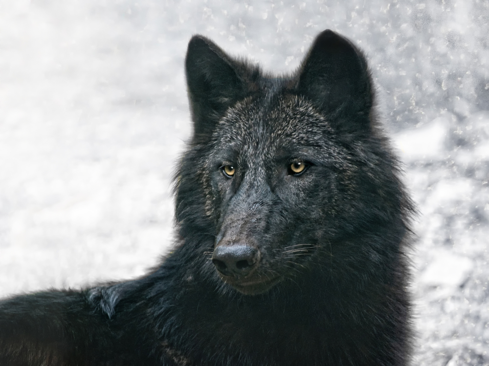 The,Black,Wolf