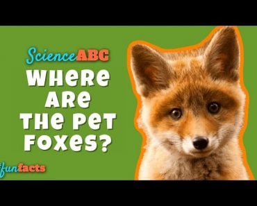 Do Animals Only Kill For Survival? » Science ABC