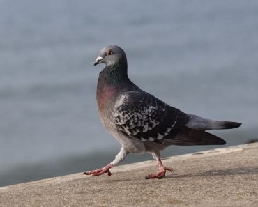 A,Closeup,Of,A,Pigeon,Walking,Along,The,Sea,Wall