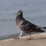A,Closeup,Of,A,Pigeon,Walking,Along,The,Sea,Wall