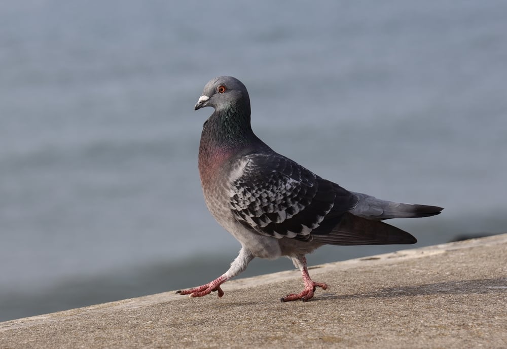 A,Closeup,Of,A,Pigeon,Walking,Along,The,Sea,Wall