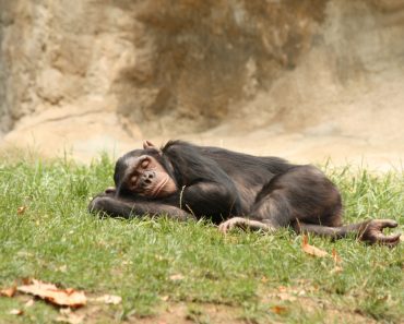 Chimpanzee,Sleeping,On,The,Grass