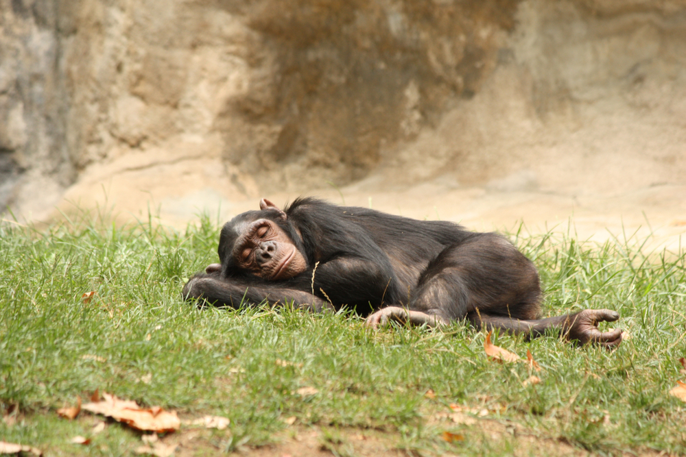 Chimpanzee,Sleeping,On,The,Grass