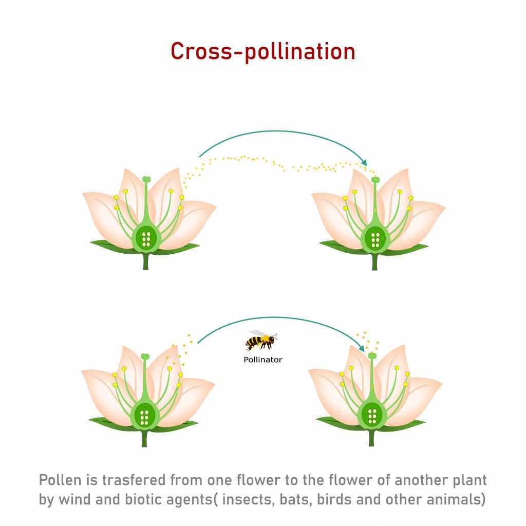 Why Don’t All Bisexual Plants Produce SelfFertilized Fruits? » ScienceABC