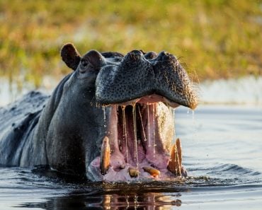 Hippo,Open,His,Mouth,In,The,Pond.,An,Excellent,Illustration.