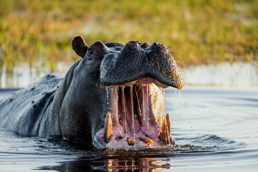 Hippo,Open,His,Mouth,In,The,Pond.,An,Excellent,Illustration.