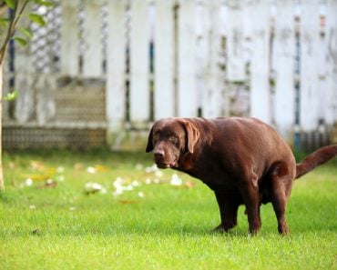 Labrador,Retriever,Poop,,Dog,In,The,Park,,Dog,Shit