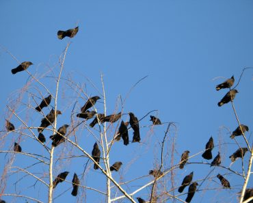 Crows,In,A,Tree
