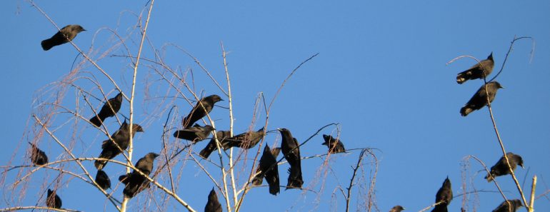 Crows,In,A,Tree