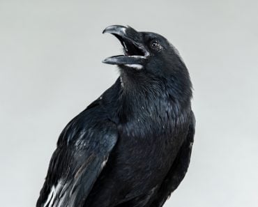 Screaming,Black,Raven,Portrait