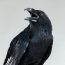 Screaming,Black,Raven,Portrait