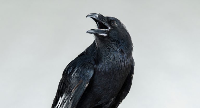 Are Crows And Ravens The Same? » ScienceABC