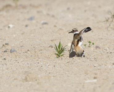 A,Killdeer,Leading,The,Photographer,Away,From,Its,Nest,Using