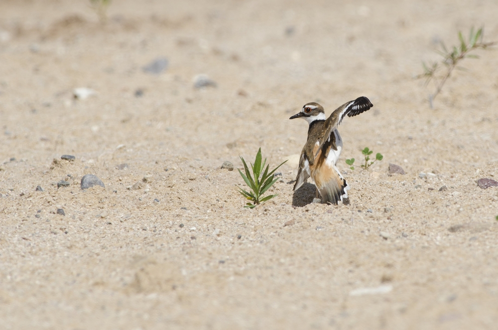 A,Killdeer,Leading,The,Photographer,Away,From,Its,Nest,Using