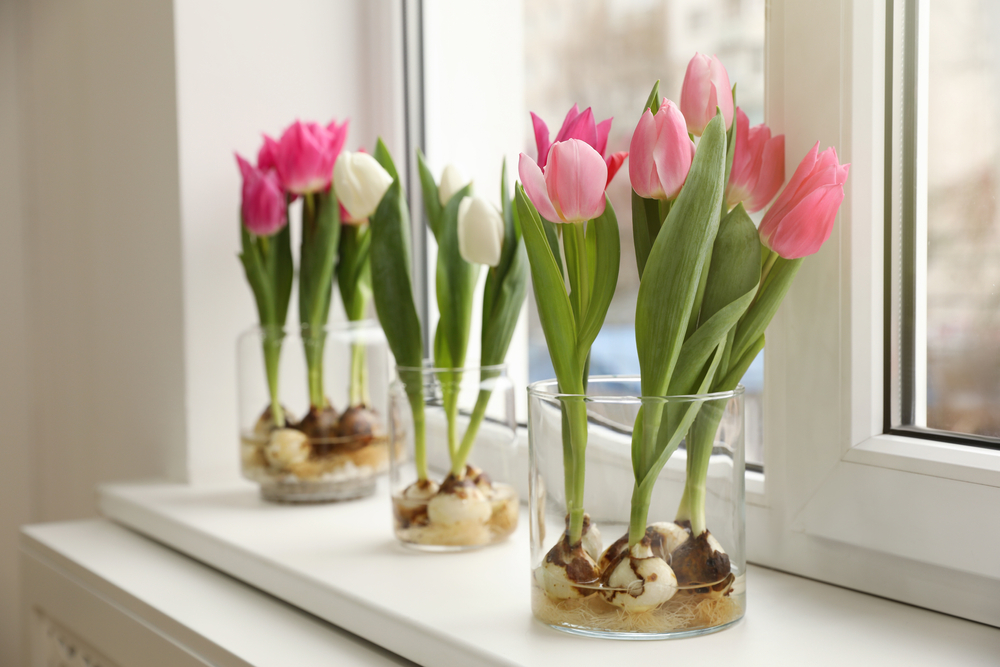 Beautiful,Tulips,With,Bulbs,On,Window,Sill,Indoors