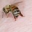 Bee,Stings,In,The,Hand,Of,A,Person