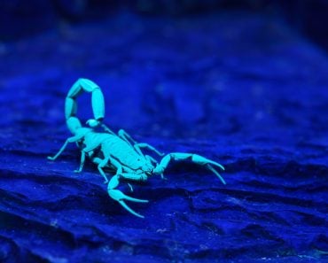 Bright,Blue,Scorpion,Centruroides,Gracilis,Glowing,Under,Uv,Light