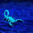 Bright,Blue,Scorpion,Centruroides,Gracilis,Glowing,Under,Uv,Light