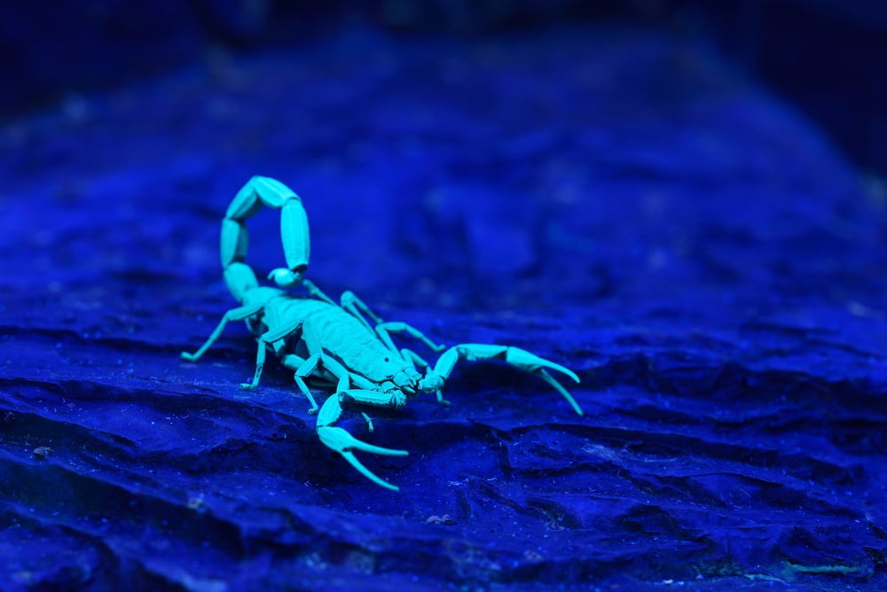 Bright,Blue,Scorpion,Centruroides,Gracilis,Glowing,Under,Uv,Light