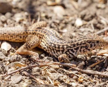 California,Whiptail,Lizard,,Adult.,Santa,Clara,County,,California,,Usa.