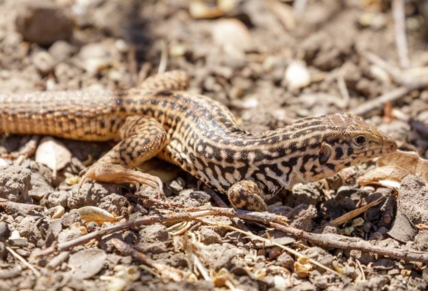 California,Whiptail,Lizard,,Adult.,Santa,Clara,County,,California,,Usa.