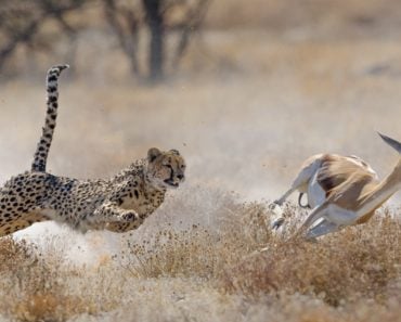 Cheetah,Hunting,Springbuck,In,Etosha,National,Park