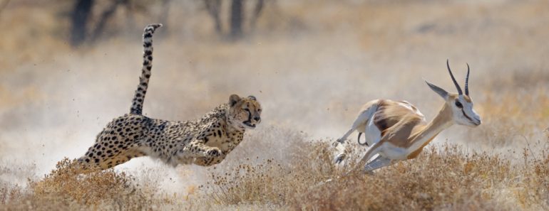 Cheetah,Hunting,Springbuck,In,Etosha,National,Park