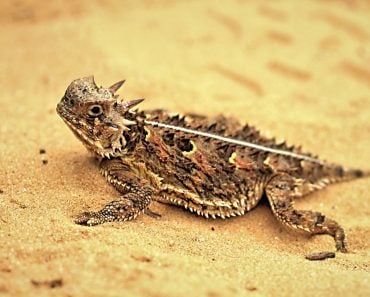 Texas,Horned,Lizard