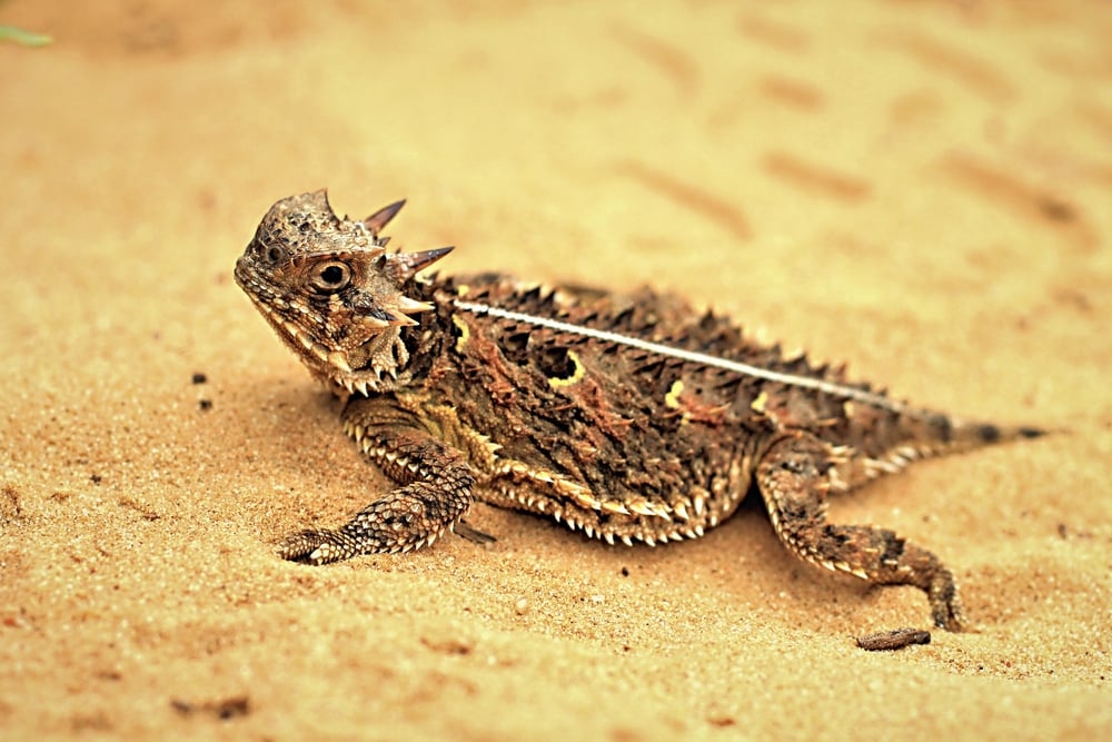 Texas,Horned,Lizard