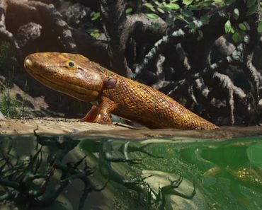 Tiktaalik,,Extinct,Walking,Fish,,The,Evolution,Of,Four-legged,Animals,(3d