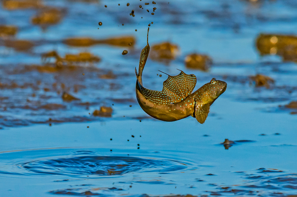 Can Fish Walk On Land? » ScienceABC
