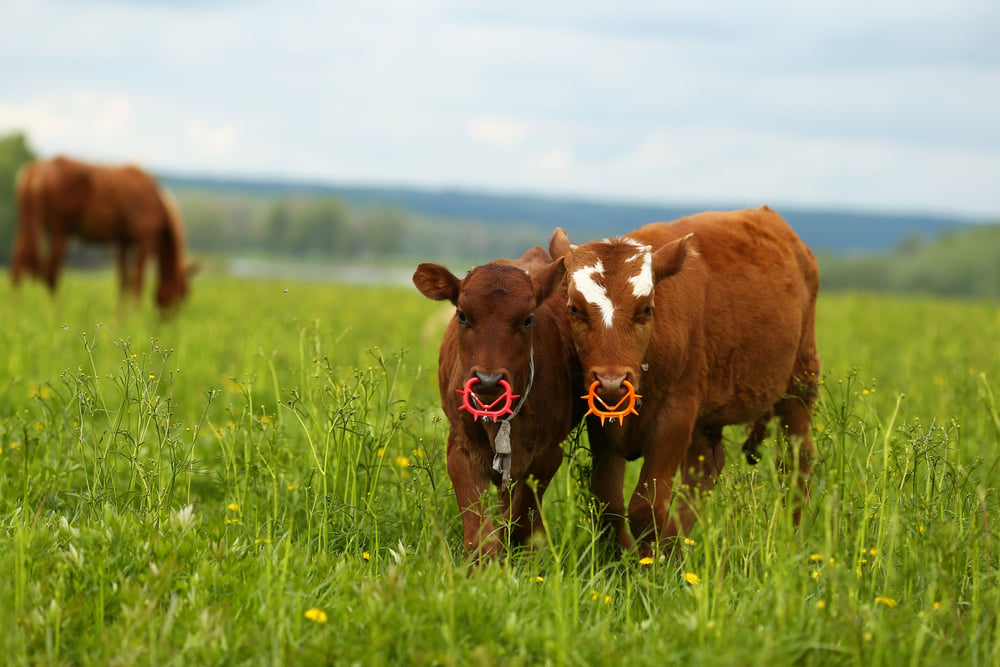 Cows,With,Nose,Rings,On,The,Green,Grass