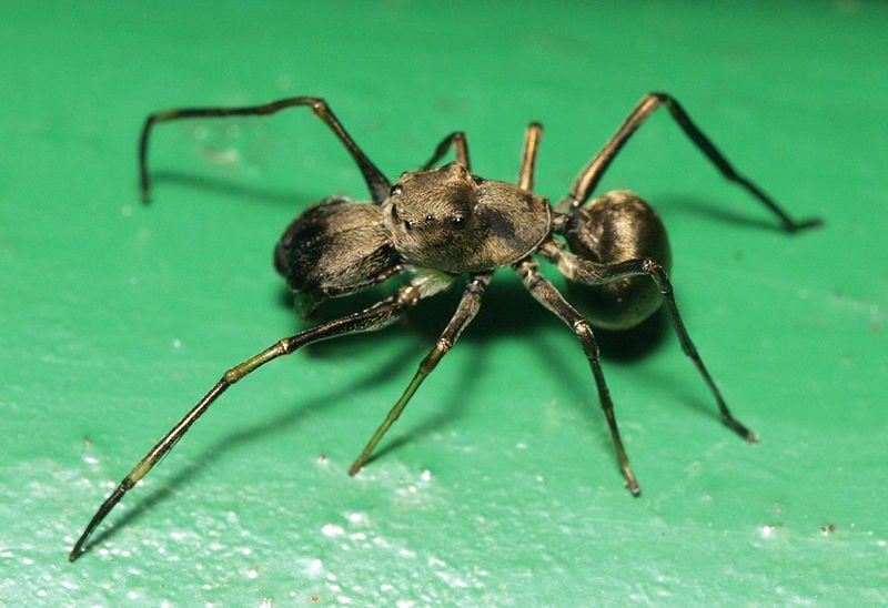 Myrmarachne magna male lateral