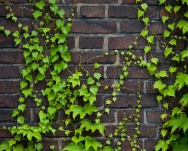 Brick,Wall,With,Green,Bush,On,It