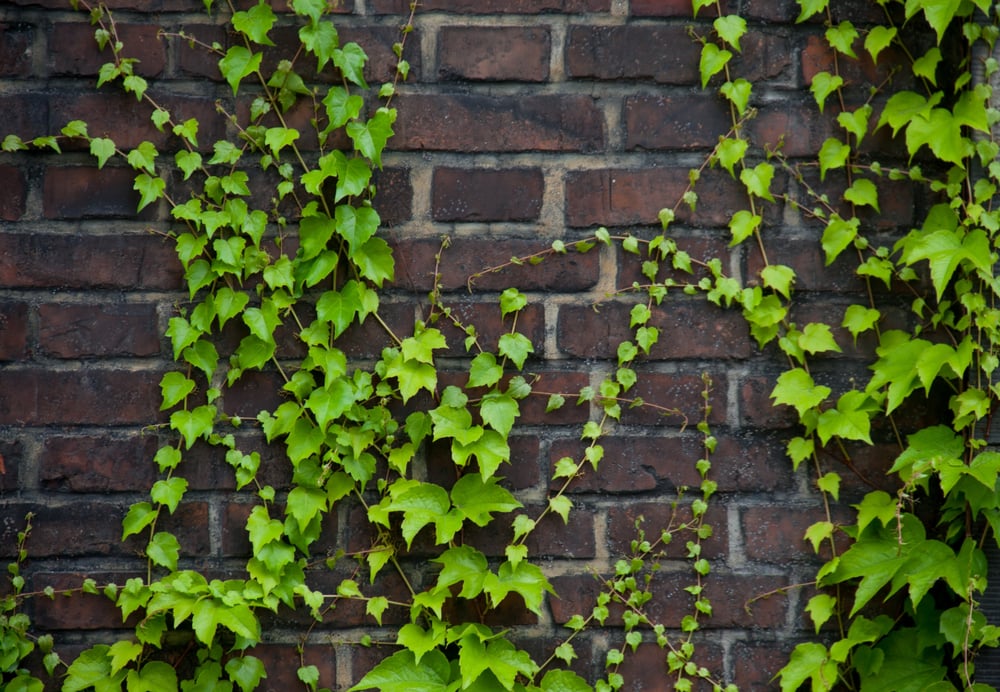 Brick,Wall,With,Green,Bush,On,It