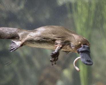 Tasmania,,,Platypus,Eating,Worm