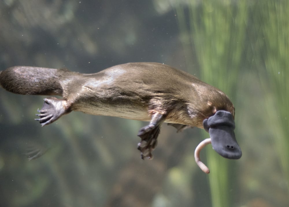 Tasmania,,,Platypus,Eating,Worm