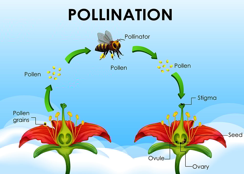 How Do Flowers Attract Pollinators? » ScienceABC
