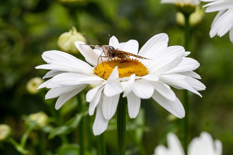 How Do Plants "Know" When To Flower?' » ScienceABC