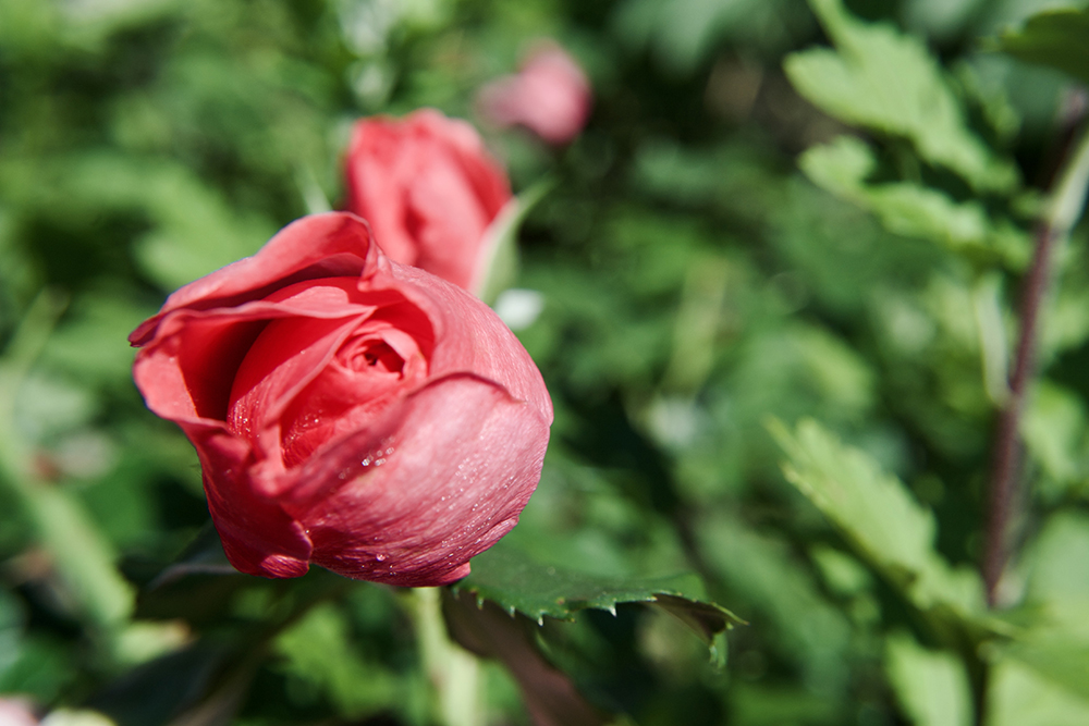 Why Do Roses No Longer Have Fragrance? » ScienceABC