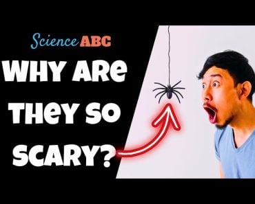 Why These Scaredy Cats Are Absolutely Terrified of Cucumbers - ABC News