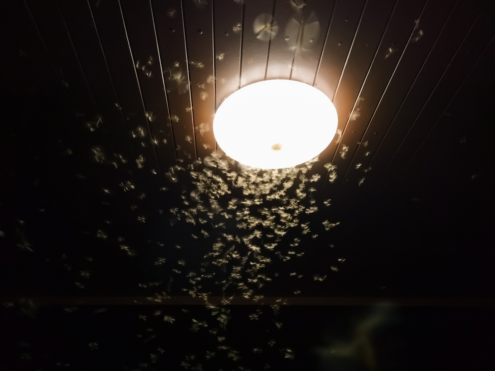 Why Are Insects Attracted To Artificial Lights ScienceABC